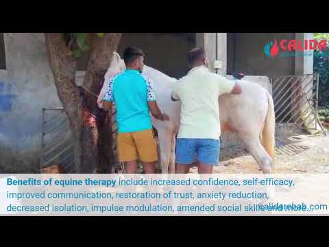 Equine Therapy in Karjat, Raigad, Pune India | Horse Grooming Session at Calida Rehab