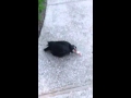Baby Ducks And Momma Mating Way Cool Nature Video