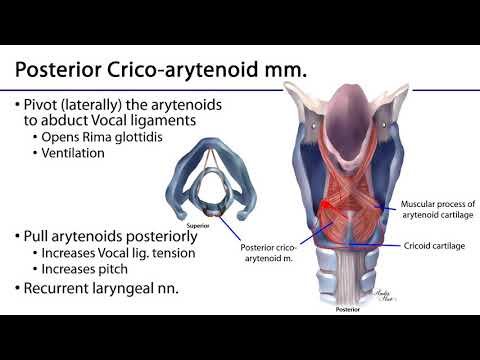 Larynx and Pharynx LO - Laryngeal Muscles