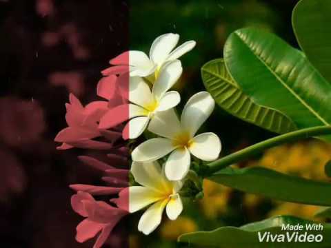 Wish you happy birthday to you sadu(hiru