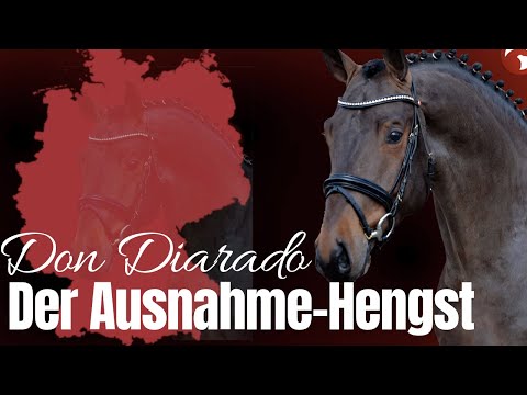 Don Diarado ✨ | Der Werdegang eines Ausnahme-Hengstes  | Maurice Tebbel