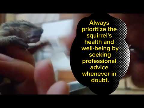 How to Complete Take Care and Feed to Baby Squirrel 🐿️ #animal #cute #pet #animalbabies