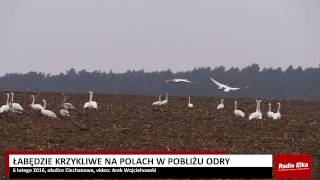 Wideo1: abdzie krzykliwe na polach w pobliu Odry