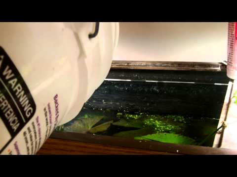 How to Avoid Algae With New Lights In Your Aquarium