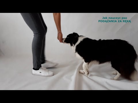 Jak nauczyć psa PODĄŻANIA ZA RĘKĄ
