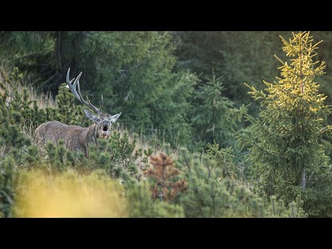 Fatra nespútaná divočina-(celý film)