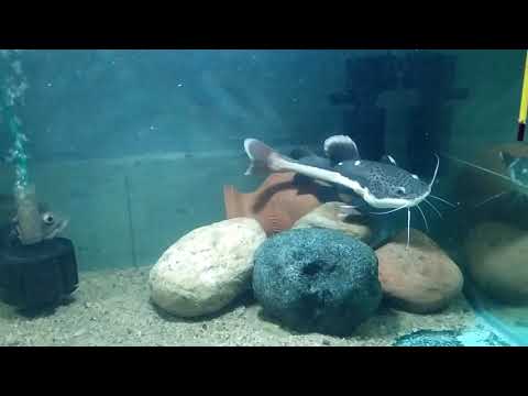 100 gallon tank. Oscars, redtail, silver dollar etc