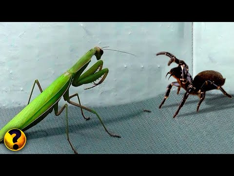 8 BRIGAS DE INSETOS FILMADAS POR CÂMERAS !!