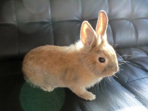 Snuffie / Pluisje Konijntje uitlaten Walking the Funny Bunny Rabbit