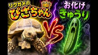 【ASMR】巨大おばけキュウリ vs リクガメの「ぴざちゃん」！咀嚼音が最高に心地いい #リクガメ #カメのいる暮らし