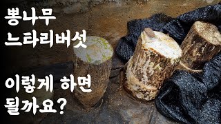 뽕나무 느타리버섯, 이렇게 하면 될까요? / 화단 그늘진 공간 활용하여 자가소비용 버섯재배 도전 
