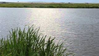 preview picture of video '1. Беларусь, Гродненское море (водохранилище) / Belarus, Grodno Sea (reservoir), July 2014'