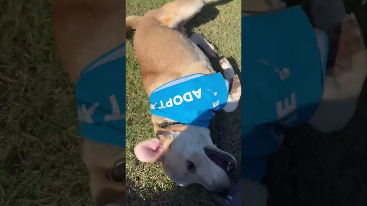 Ben, a Adoptable mixed breed in Phoenix, AZ video 6/6