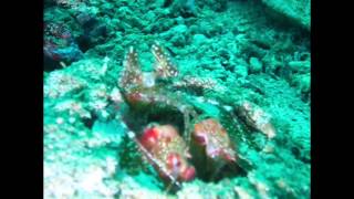preview picture of video 'Scuba Diving, Sabang, Puerto Galera, Philippines'