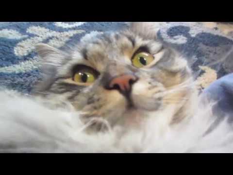 What it's Like To Have a Siberian Forest Cat