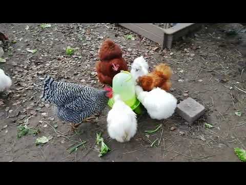 Hühner gegen Newcastle impfen