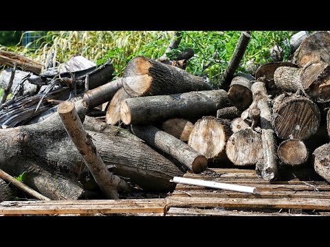 image-Can you bring firewood into Maryland?