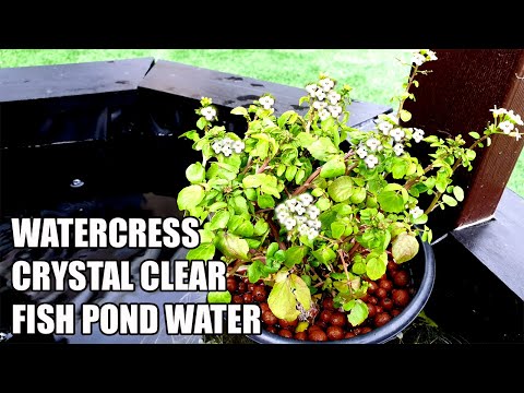 YouTube video about: Can you grow watercress in a fish tank?
