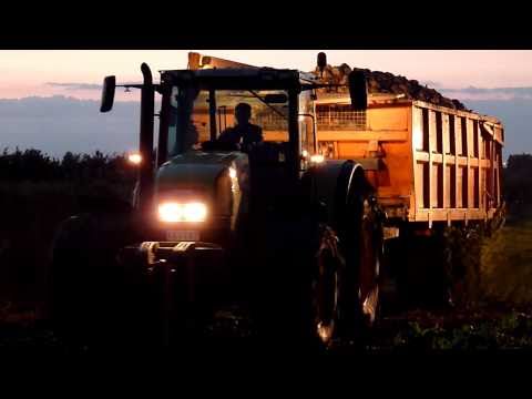 Vergauwe K&P: suikerbieten rooien met nieuwe Vervaet 617 (2010) betteraves sugar beet