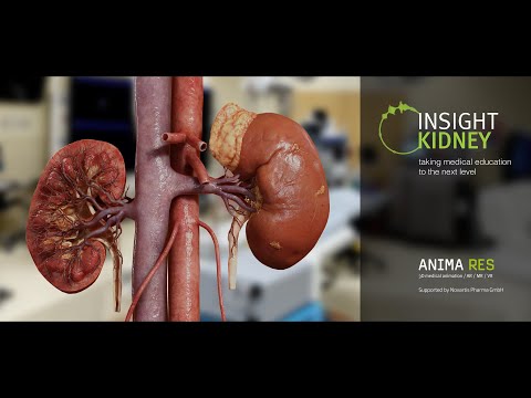 INSIGHT KIDNEY Video