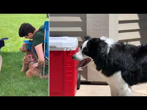 Omron Puppy Play Day