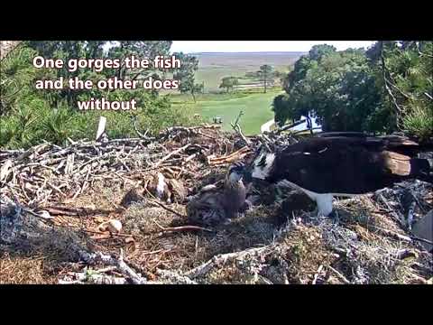 Savannah Osprey Cams ~ Overstuffed Dominance, May 13, 2021