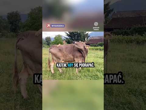 Jedyna taka krowa na świecie. Weronika używa narzędzi