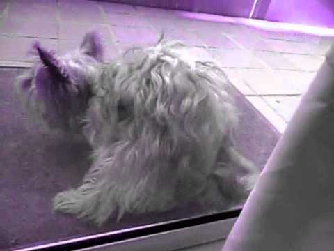 la media vuelta jhota feat. dogs