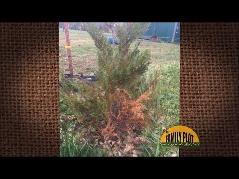 download lagu mp3 mp4 Leyland Cypress Drought Stress, download lagu Leyland Cypress Drought Stress gratis, unduh video klip Leyland Cypress Drought Stress