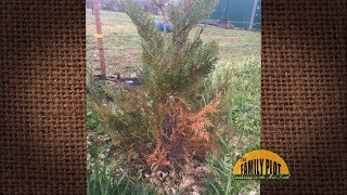 Q&A – Why does my leyland cypress keep dying?