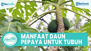 Manfaat Konsumsi Jus Daun Pepaya untuk Kesehatan, Bisa Obati Penyakit Kuning hingga Sirosis Hati