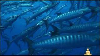 Aquatic Ballet - Dreaming About Anoushka.mpg