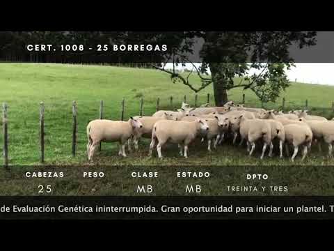 Lote 25 Borregas TEXEL en Ruta 8 km 328 a 45 km de Treinta y Tres al norte