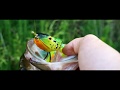 Molix Supernato Frog Top-Water Köder 11,5cm - Python