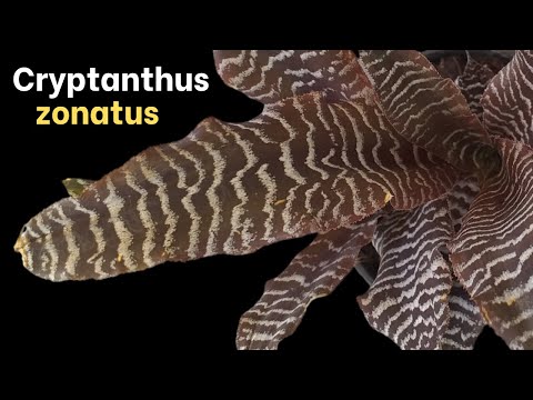 How to Grow Cryptanthus zonatus