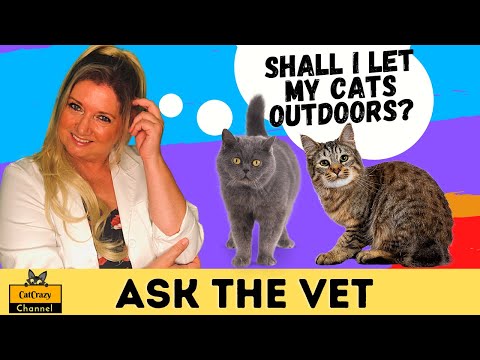 Should You Allow Your Cat to Go Outdoors? - 😻 CatCrazy