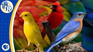 Why Are Birds Different Colors?