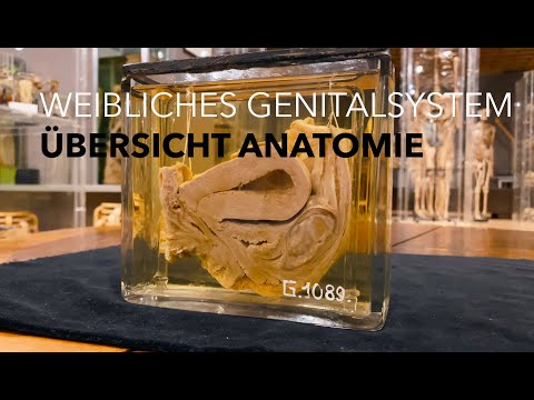 Weibliches Genitalsystem - Übersicht Anatomie