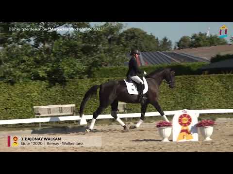 KN 3 Bajonay Walkan *2020 Stute v. Bernay - Wolkentanz