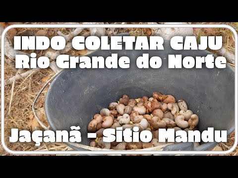 INDO COLETAR CAJU | Sítio Mandu - Rio Grande do Norte - Jaçanã