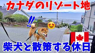 【海外愛され柴犬】海外で大人気! 柴犬をカナダ観光地で連れて歩くと反応がおもしろすぎ♪【海外の反応】ホワイトロック