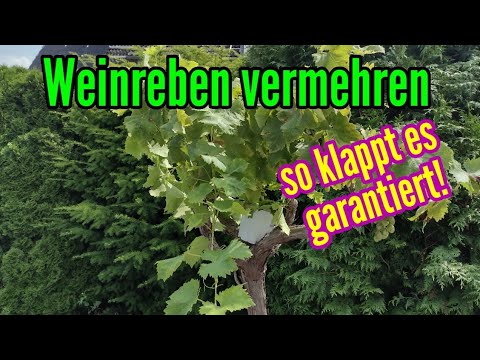 , title : 'Weinreben vermehren durch Absenker - Weinrebe selber ziehen'