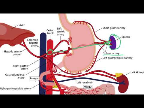 Gastrointestinal Arteries for the USMLE Step 1