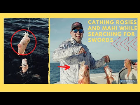 Daytime Deep Dropping for Swordfish and Black Belly Rose fish - Bonus Dolphin Action!