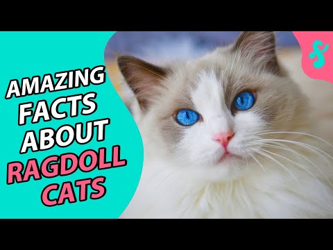 😻 Most Amazing Facts about Ragdoll Cats | Furry Feline Facts