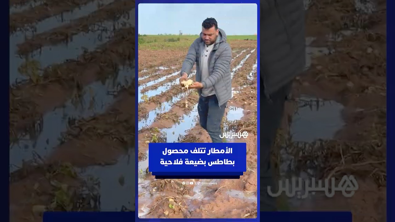الأمطار تتلف محصول بطاطس في إحدى الضيعات الفلاحية thumbnail