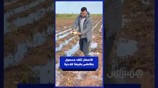 الأمطار تتلف محصول بطاطس في إحدى الضيعات الفلاحية thumbnail