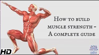 How To Build Muscle Strength- A Complete Guide