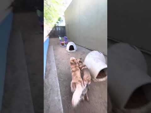 Bohdi meets some of our pack! 05/12/21