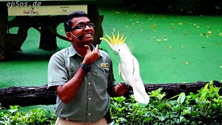Funny Bird Show with Parrots in Singapore Bird Park.